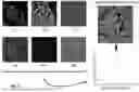 Fig. 10 - DIGITAL SYNTHESIS OF HISTOLOGICAL STAINS USING MULTIPLEXED IMMUNOFLUORESCENCE IMAGING