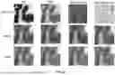 Fig. 23 - DIGITAL SYNTHESIS OF HISTOLOGICAL STAINS USING MULTIPLEXED IMMUNOFLUORESCENCE IMAGING