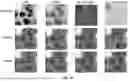 Fig. 24 - DIGITAL SYNTHESIS OF HISTOLOGICAL STAINS USING MULTIPLEXED IMMUNOFLUORESCENCE IMAGING