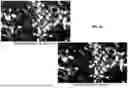 Fig. 27 - DIGITAL SYNTHESIS OF HISTOLOGICAL STAINS USING MULTIPLEXED IMMUNOFLUORESCENCE IMAGING
