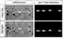 Fig. 01 - TWO-DIMENSIONAL POSE ESTIMATION BASED ON BIPARTITE MATCHING OF JOINT TYPE HEATMAPS AND JOINT PERSON HEATMAPS
