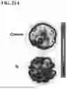 Fig. 29 - COMPOSITIONS AND METHODS FOR DETERRING OVIPOSITION BY FRUIT FLIES