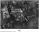 Fig. 04 - 2-HYDROXY-5-[2-(4-(TRIFLUOROMETHYLPHENYL)ETHYLAMINO)]BENZOIC ACID CRYSTAL FORMS AND PREPARATION METHOD THEREFOR