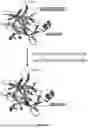 Fig. 10 - ACTIVATABLE IL-18 POLYPEPTIDES
