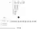 Fig. 13 - AUTOMATED SPREADSHEET EXCHANGE AND INTEGRATION