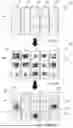 Fig. 31 - GAMING MACHINE, CONTROL METHOD FOR MACHINE, AND PROGRAM FOR GAMING MACHINE