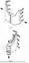 Fig. 06 - CLAMP WITH ELASTIC OPENING FUNCTION