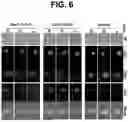 Fig. 07 - USE OF TIM-3 CYTOPLASMIC TAIL IN CHIMERIC ANTIGEN RECEPTORS