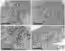 Fig. 01 - CCR4-Targeting Chimeric Antigen Receptor Cell Therapy