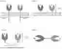 Fig. 02 - FLT3L-BASED CHIMERIC PROTEINS