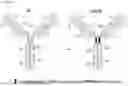 Fig. 44 - VEGF TRAPS AND MINI-TRAPS AND METHODS FOR TREATING OCULAR DISORDERS AND CANCER