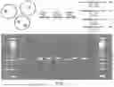 Fig. 08 - HIGH-THROUGHPUT ASSESSMENT OF EXOGENOUS POLYNUCLEOTIDE- OR POLYPEPTIDE-MEDIATED TRANSCRIPTOME PERTURBATIONS