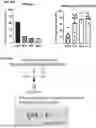 Fig. 22 - VARIANT ADENO-ASSOCIATED VIRUS (AAV) CAPSID POLYPEPTIDES AND GENE THERAPEUTICS THEREOF FOR TREATMENT OF HEARING LOSS