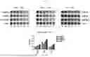 Fig. 32 - MODIFIED ORTHOPOXVIRUS VECTORS