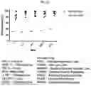 Fig. 41 - MODIFIED ORTHOPOXVIRUS VECTORS