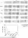 Fig. 01 - COMPOSITION FOR PREVENTING OR TREATING GLIOBLASTOMA COMPRISING PEPTIDE NUCLEIC ACID COMPLEX AS ACTIVE INGREDIENT