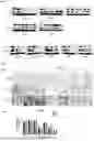 Fig. 02 - COMPOSITION FOR PREVENTING OR TREATING GLIOBLASTOMA COMPRISING PEPTIDE NUCLEIC ACID COMPLEX AS ACTIVE INGREDIENT