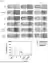 Fig. 03 - COMPOSITION FOR PREVENTING OR TREATING GLIOBLASTOMA COMPRISING PEPTIDE NUCLEIC ACID COMPLEX AS ACTIVE INGREDIENT