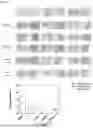 Fig. 04 - COMPOSITION FOR PREVENTING OR TREATING GLIOBLASTOMA COMPRISING PEPTIDE NUCLEIC ACID COMPLEX AS ACTIVE INGREDIENT