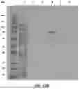 Fig. 76 - THERAPEUTIC OLIGONUCLEOTIDES