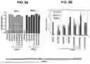 Fig. 06 - IMMUNOGENIC COMPOSITIONS COMPRISING MYCOBACTERIUM TUBERCULOSIS POLYPEPTIDES AND FUSIONS THEREOF