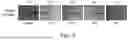Fig. 16 - SYSTEMS, METHODS, AND COMPOUNDS FOR PROVIDING CHAPERONE ACTIVITY TO PROTEINS