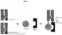 Fig. 03 - ENGINEERED CLEAVABLE CARRIERS AND METHODS OF USE THEREOF