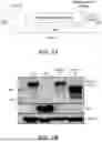 Fig. 02 - VECTOR-MEDIATED IMMUNE TOLERANCE IN THE EYE