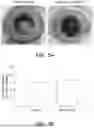 Fig. 06 - VECTOR-MEDIATED IMMUNE TOLERANCE IN THE EYE