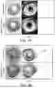 Fig. 09 - VECTOR-MEDIATED IMMUNE TOLERANCE IN THE EYE