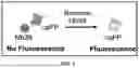 Fig. 02 - FLUORESCENT BIOSENSORS AND METHODS OF USE FOR DETECTING CELL SIGNALING EVENTS