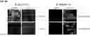 Fig. 07 - FLUORESCENT BIOSENSORS AND METHODS OF USE FOR DETECTING CELL SIGNALING EVENTS