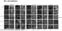 Fig. 35 - FLUORESCENT BIOSENSORS AND METHODS OF USE FOR DETECTING CELL SIGNALING EVENTS