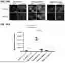 Fig. 43 - FLUORESCENT BIOSENSORS AND METHODS OF USE FOR DETECTING CELL SIGNALING EVENTS