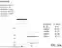 Fig. 49 - BISPECIFIC T CELL ACTIVATING ANTIGEN BINDING MOLECULES