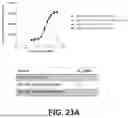 Fig. 35 - FUSION CONSTRUCTS AND METHODS OF USING THEREOF