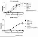 Fig. 16 - ANTIBODIES AGAINST TL1A AND USES THEREOF