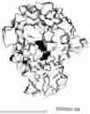 Fig. 19 - ANTIBODIES AGAINST TL1A AND USES THEREOF