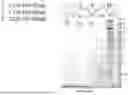 Fig. 28 - ANTIBODIES AGAINST TL1A AND USES THEREOF