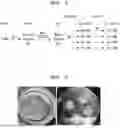 Fig. 02 - Method for constructing human pluripotent stem cell-derived liver organoid having enhanced drug metabolic potential and liver organoid constructed by same method