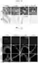 Fig. 07 - Method for constructing human pluripotent stem cell-derived liver organoid having enhanced drug metabolic potential and liver organoid constructed by same method