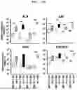 Fig. 09 - Method for constructing human pluripotent stem cell-derived liver organoid having enhanced drug metabolic potential and liver organoid constructed by same method