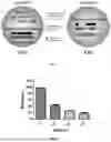 Fig. 02 - MODIFICATION OF IMMUNE CELLS FOR REDUCING TOXICITY AND USES THEREOF IN ADOPTIVE CELL THERAPY