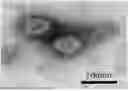 Fig. 01 - NOVEL BACTERIOPHAGE HAVING ENTEROTOXIGENIC ESCHERICHIA COLI-SPECIFIC BACTERICIDAL EFFECT AND ANTIBACTERIAL COMPOSITION COMPRISING SAME