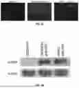 Fig. 04 - METHODS AND COMPOSITIONS FOR CIRCULAR RNA MOLECULES