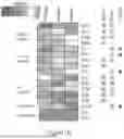 Fig. 05 - METHODS TO PREVENT TERATOGENICITY OF IMID LIKE MOLECULES AND IMID BASED DEGRADERS/PROTACS