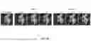 Fig. 09 - GENERATING OBJECTS OF MIXED CONCEPTS USING TEXT-TO-IMAGE DIFFUSION MODELS