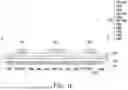 Fig. 06 - THIN FILM TRANSISTOR