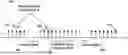 Fig. 01 - Carrier information transmission to wireless devices