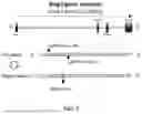 Fig. 08 - Identification of oleanolic acid and plant extract for glucose-6-phosphate dehydrogenase-related disorders including Bag3opathy
